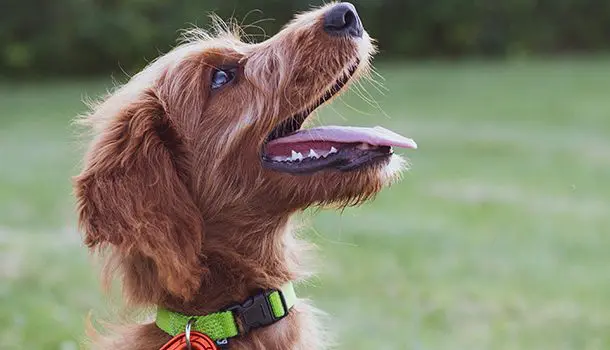 Fundamentos del adiestramiento: órdenes para perros