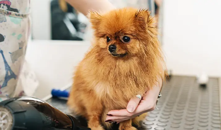 curso peluquería canina precio