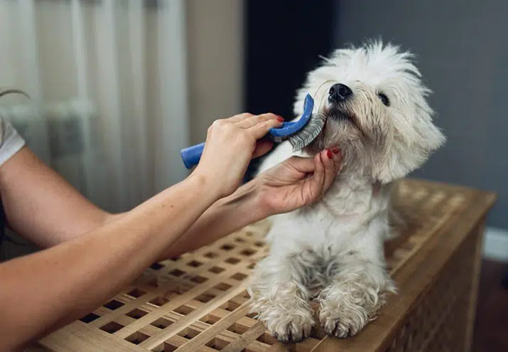 peluqueria canina estudiar