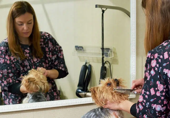 cómo ser peluquero canino