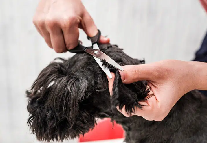 peluqueria canina sueldo