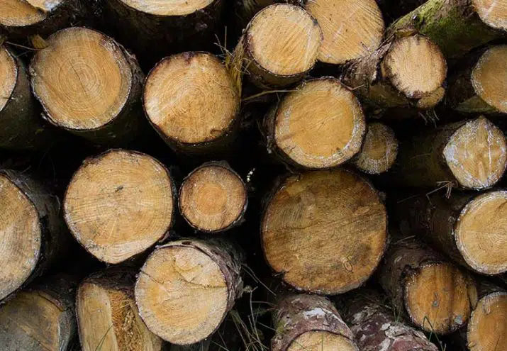 temario guardia forestal