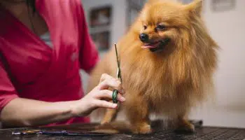 ¿Cuáles son las herramientas para peluquería canina más usadas?