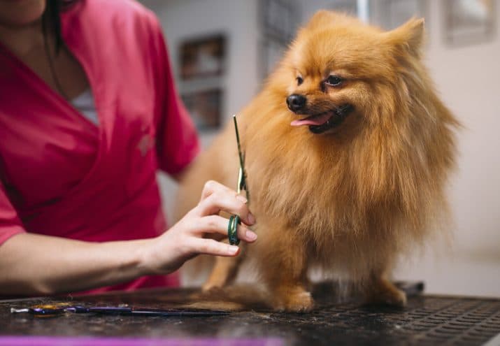 herramientas para peluqueria canina