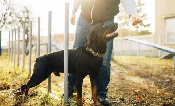Libros sobre adiestramiento canino