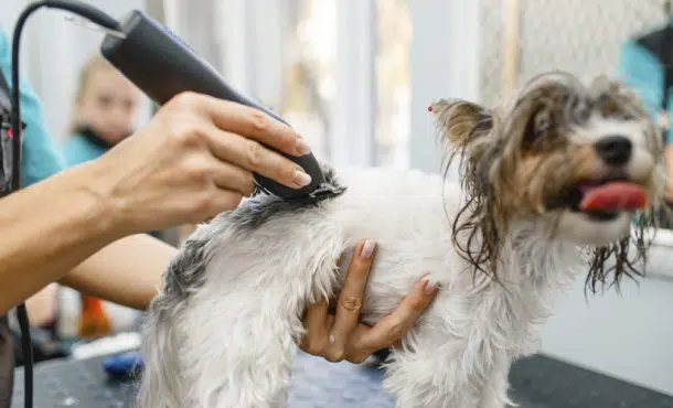 Libros de peluquería canina