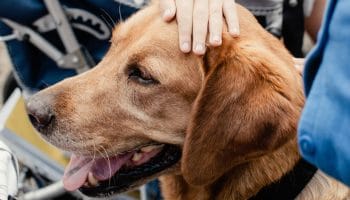 Libros terapia asistida con animales