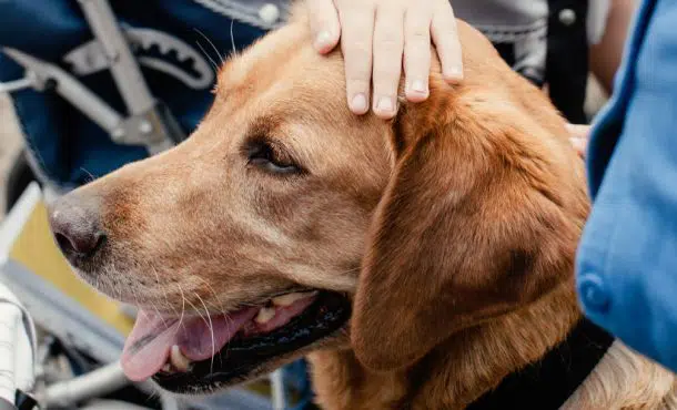 Libros terapia asistida con animales