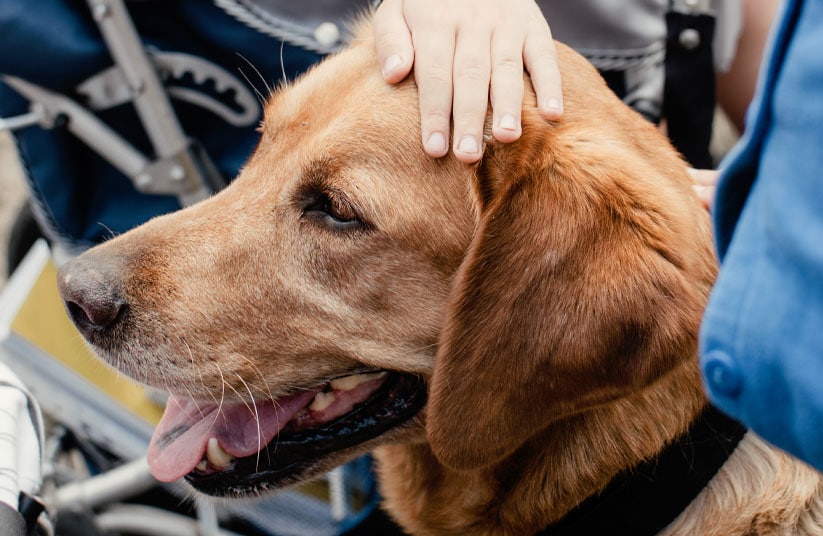 libros terapia asistida con animales