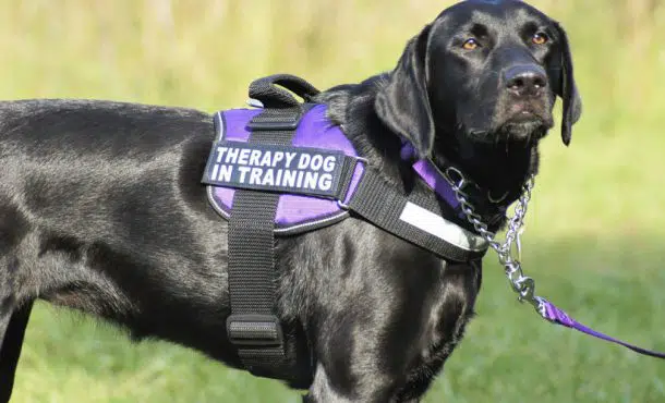 Terapia con perros para personas con autismo