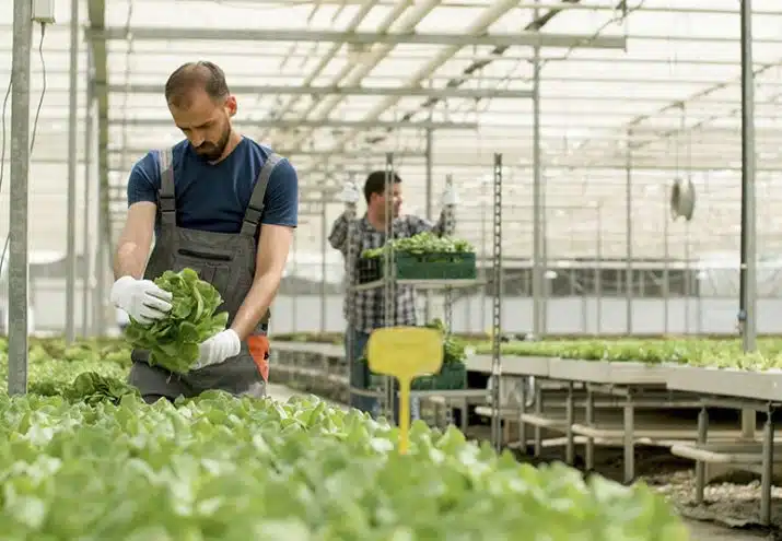 como se divide el sector agropecuario
