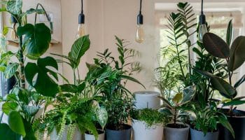 Plantas de colección para interiores