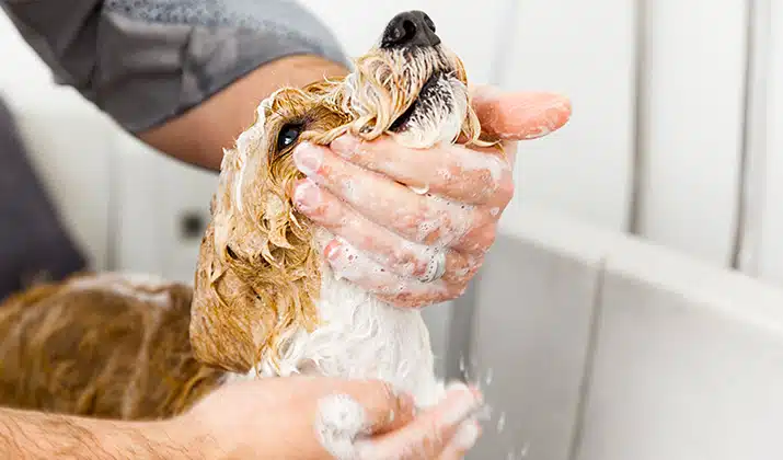 temario-peluqueria-canina