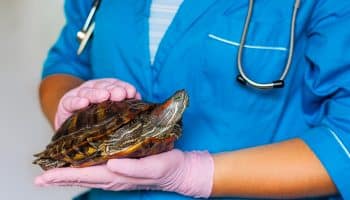 Requisitos para ser herpetólogo: todo lo que se necesita para la profesión