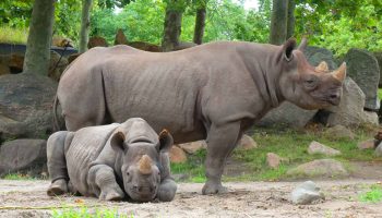 Curso de Auxiliar Veterinario y Cuidador de Animales de Zoológico