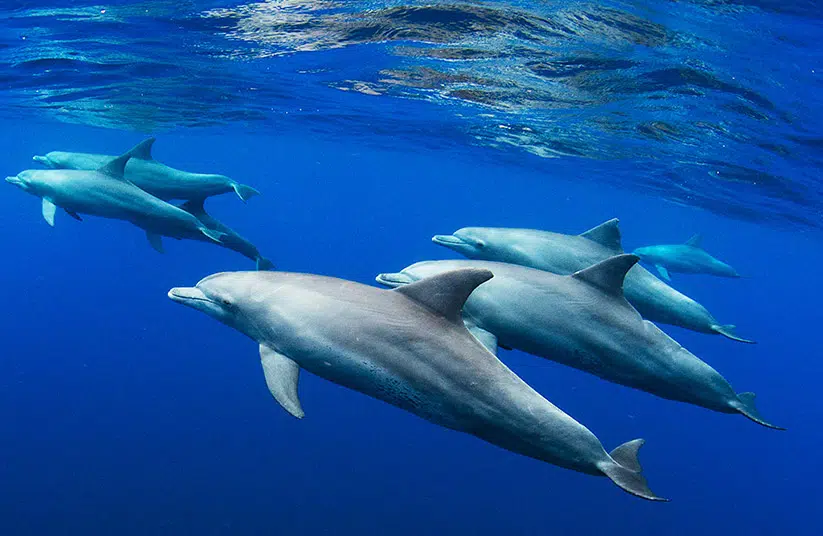 curso-mamiferos-marinos