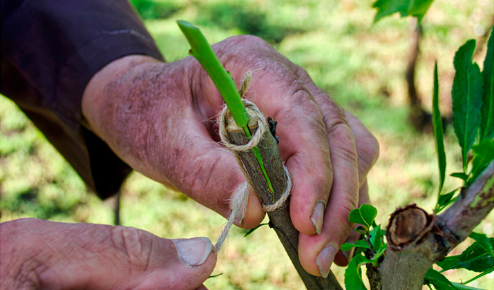 plantas-reproduccion-asexual