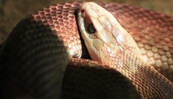 ¿Cuál es la serpiente más venenosa del mundo?