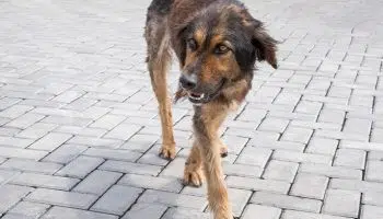 ¿Qué es la enfermedad de Addison en perros?