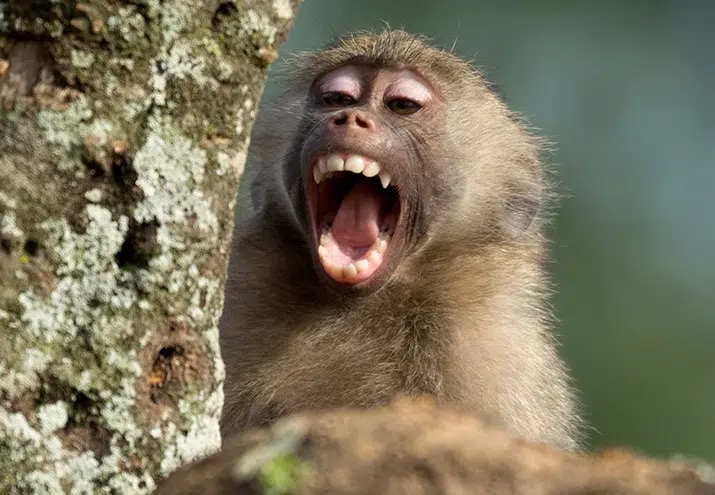 macaco