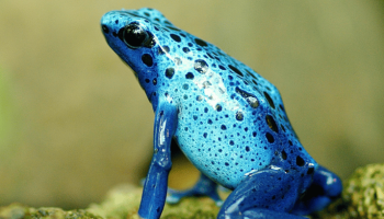 ¿Qué animales respiran por la piel?