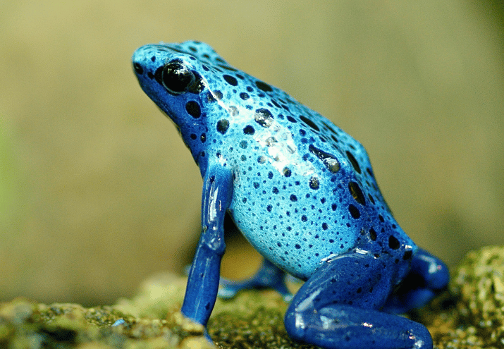 animales-respiran-piel