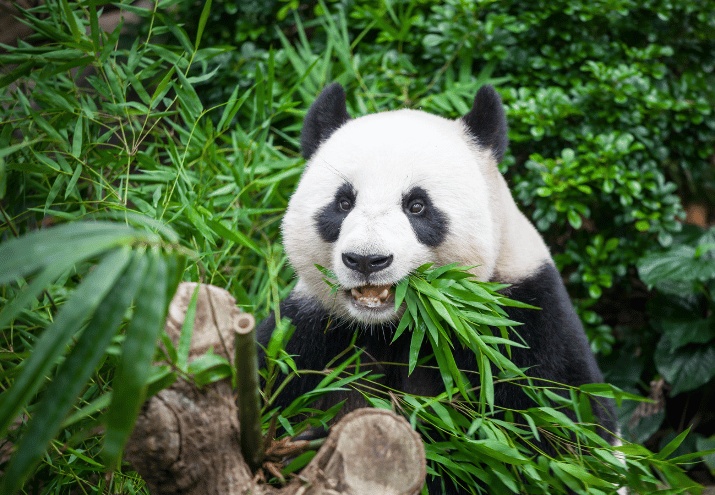 especie-peligro-extincion