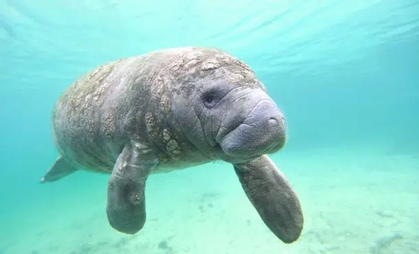 Vaca marina: ¡descubre a este animal!
