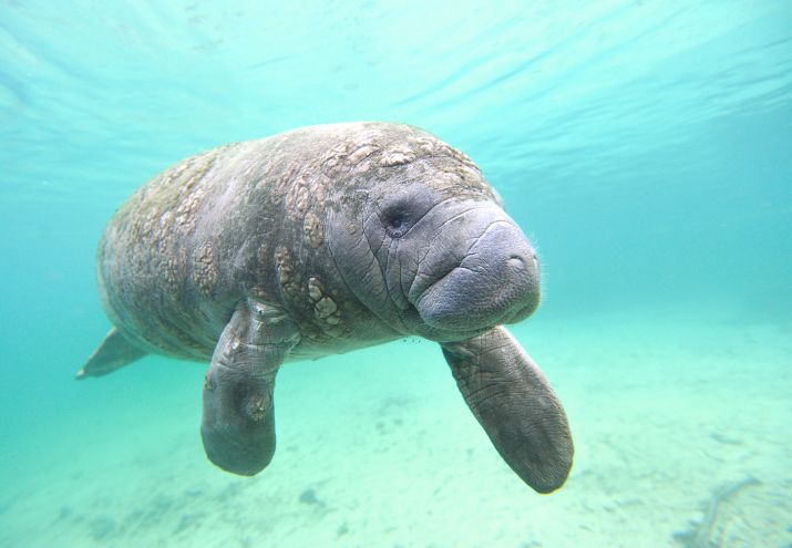 Vaca marina descubre este animal