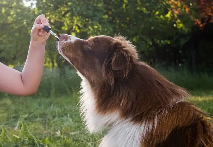 desparasitación interna en perros