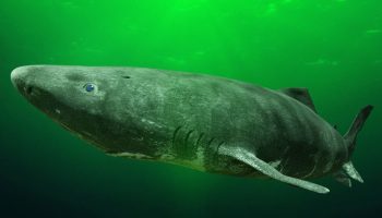 Tiburón de Groenlandia: ¡estas son sus características!