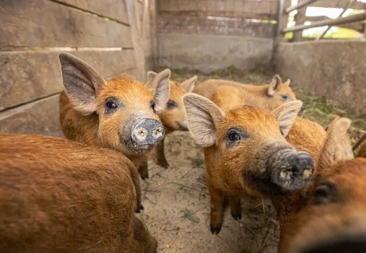 certificado-bienestar-animal