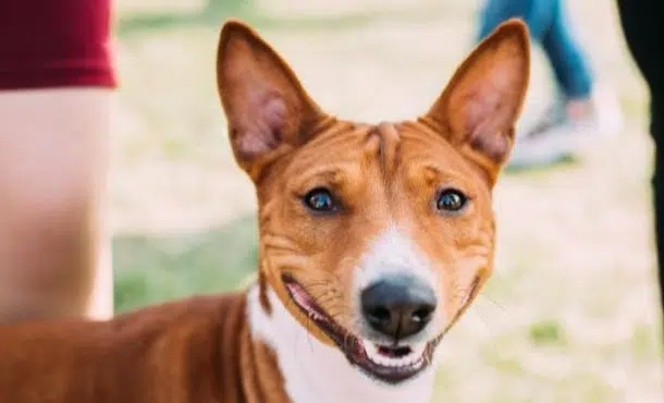 ¿Existen los perros con síndrome de Down?