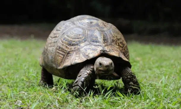 ¿La tortuga es un reptil?