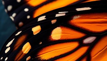 ¿Cómo son las alas de las mariposas?