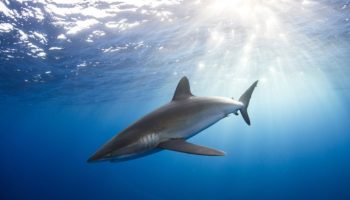 Tiburón negro: sus características