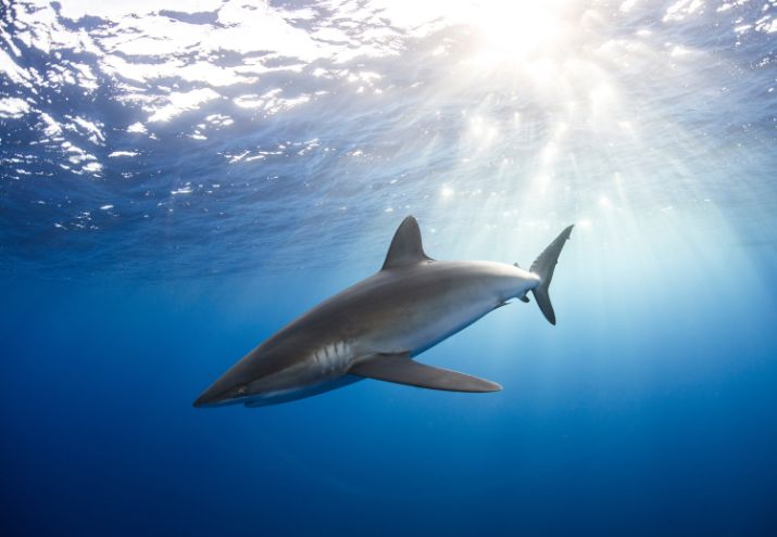 Tiburón negro