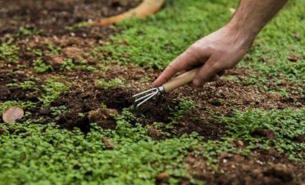 ¿Qué es la agricultura sinérgica?