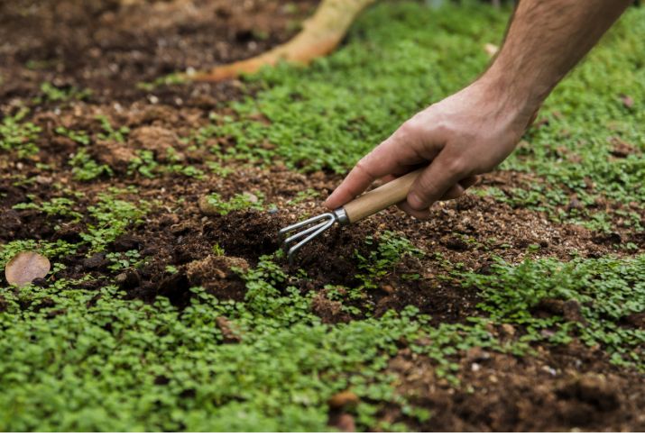agricultura-sinergica