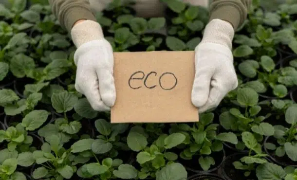 ¿Cómo conseguir un certificado ecológico?