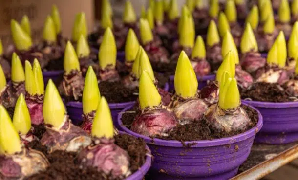 ¿Cuáles son las principales plantas bulbosas?