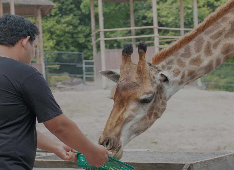 Curso de especialista en grandes mamíferos terrestres