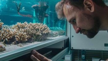 Curso de Acuariofilia y Especialista en Grandes Acuarios