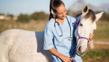 Curso de Auxiliar Veterinario Ecuestre