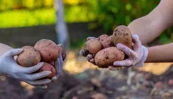 ¿Cuánto gana un agricultor en España? Ingresos, costes y subvenciones